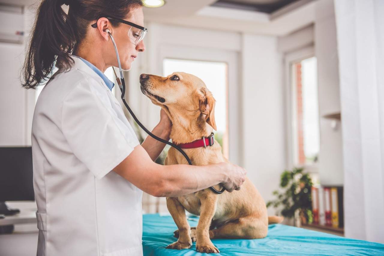 El software veterinario PetClinic