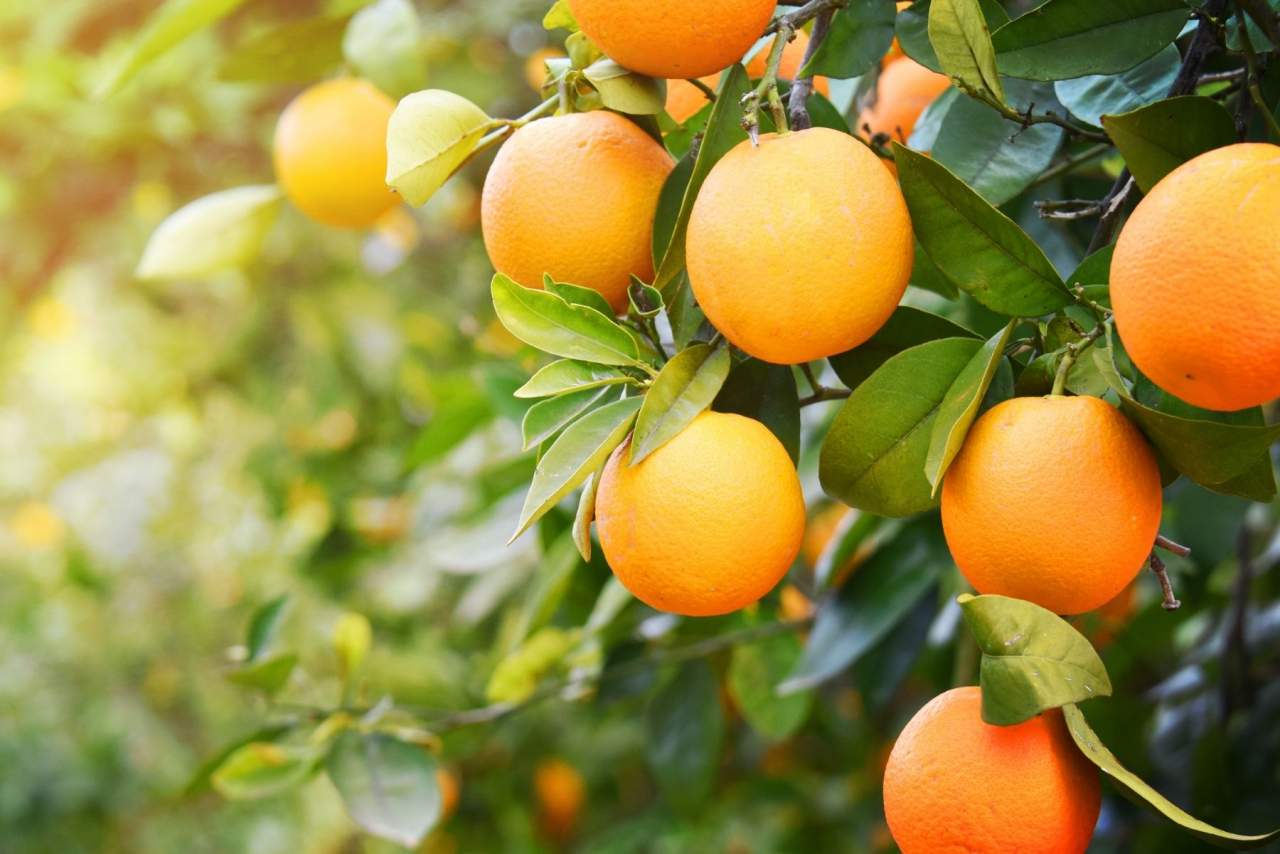 HortdePepe: Comprar naranjas online de Valencia