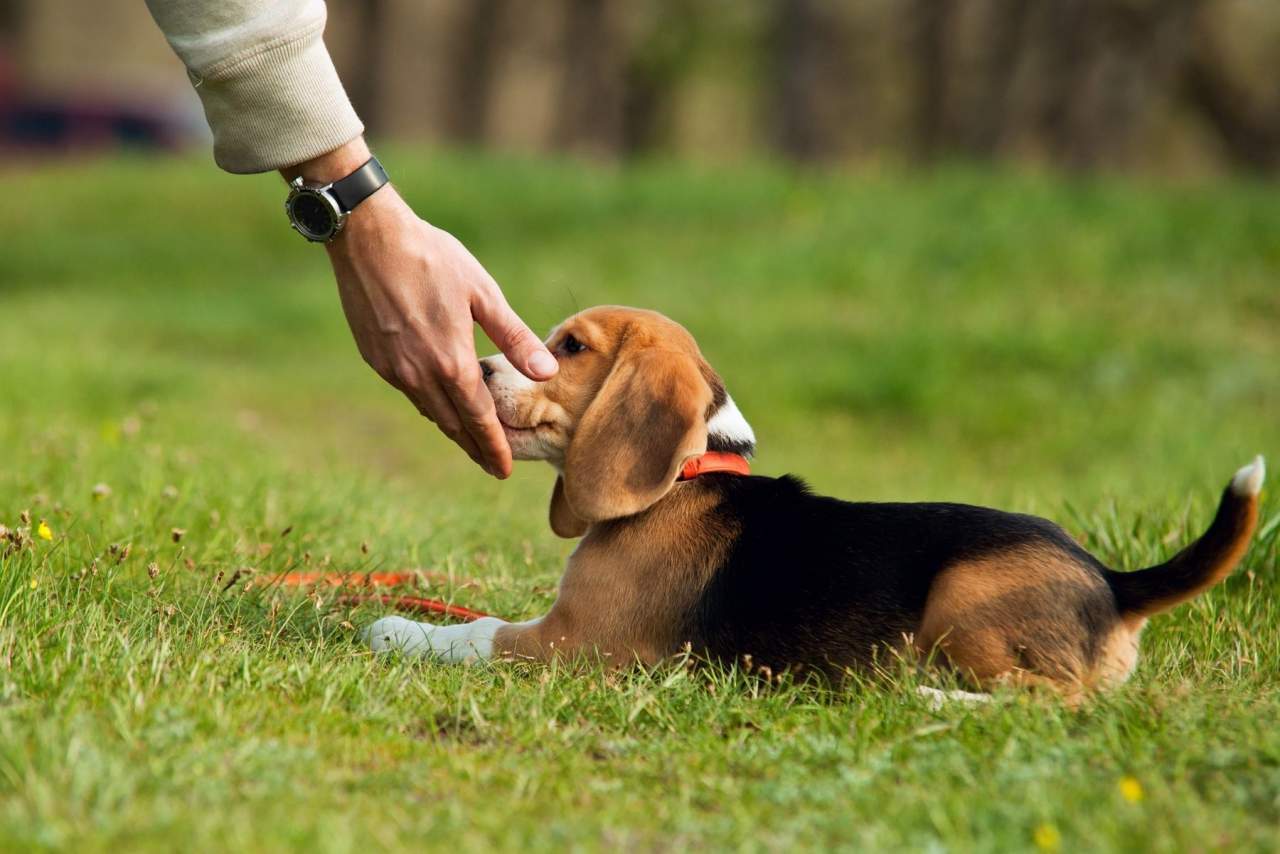 Adiestramiento de cachorros en Zaragoza de Binomium
