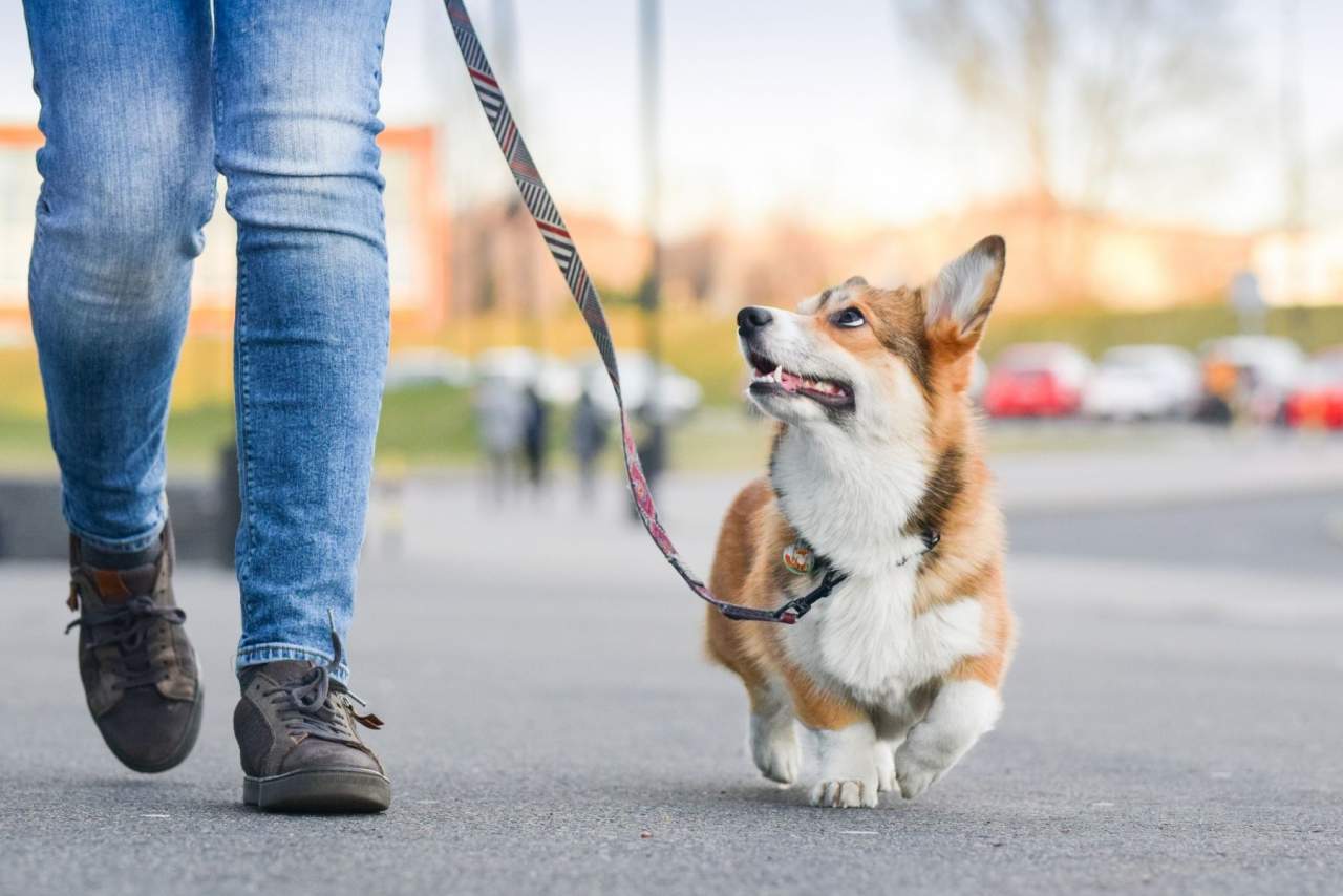 Binomium es el adiestrador de perros en Zaragoza