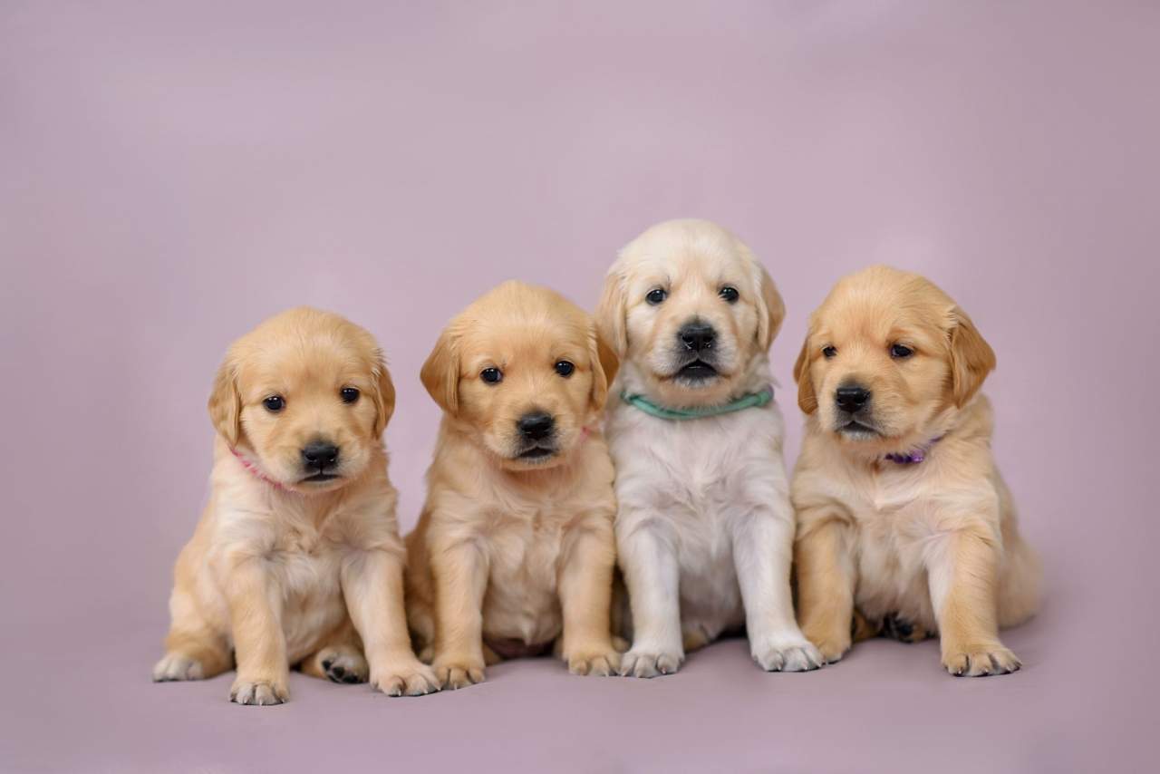 Tienda Cachorro: Aumento en el número de adopciones y personas interesadas en comprar perro en Madrid durante la pandemia
