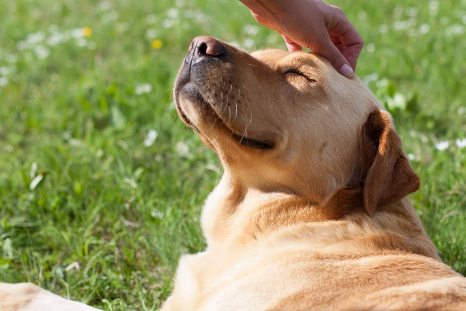 La clínica veterinaria El Estrecho realiza el tratamiento de ciertas patologías mediante la ozonoterapia en animales
