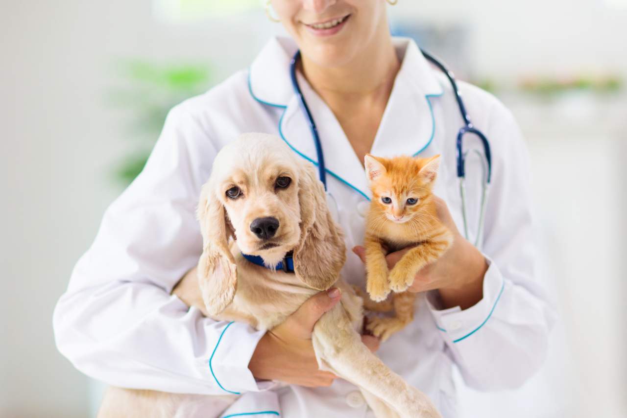 Clínica veterinaria de urgencias en Algeciras: El Estrecho