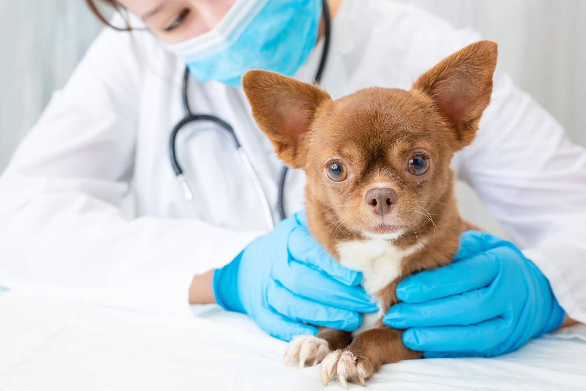 Entre las clínicas veterinarias en Algeciras mejor valoradas se encuentra El Estrecho Clínica Veterinaria