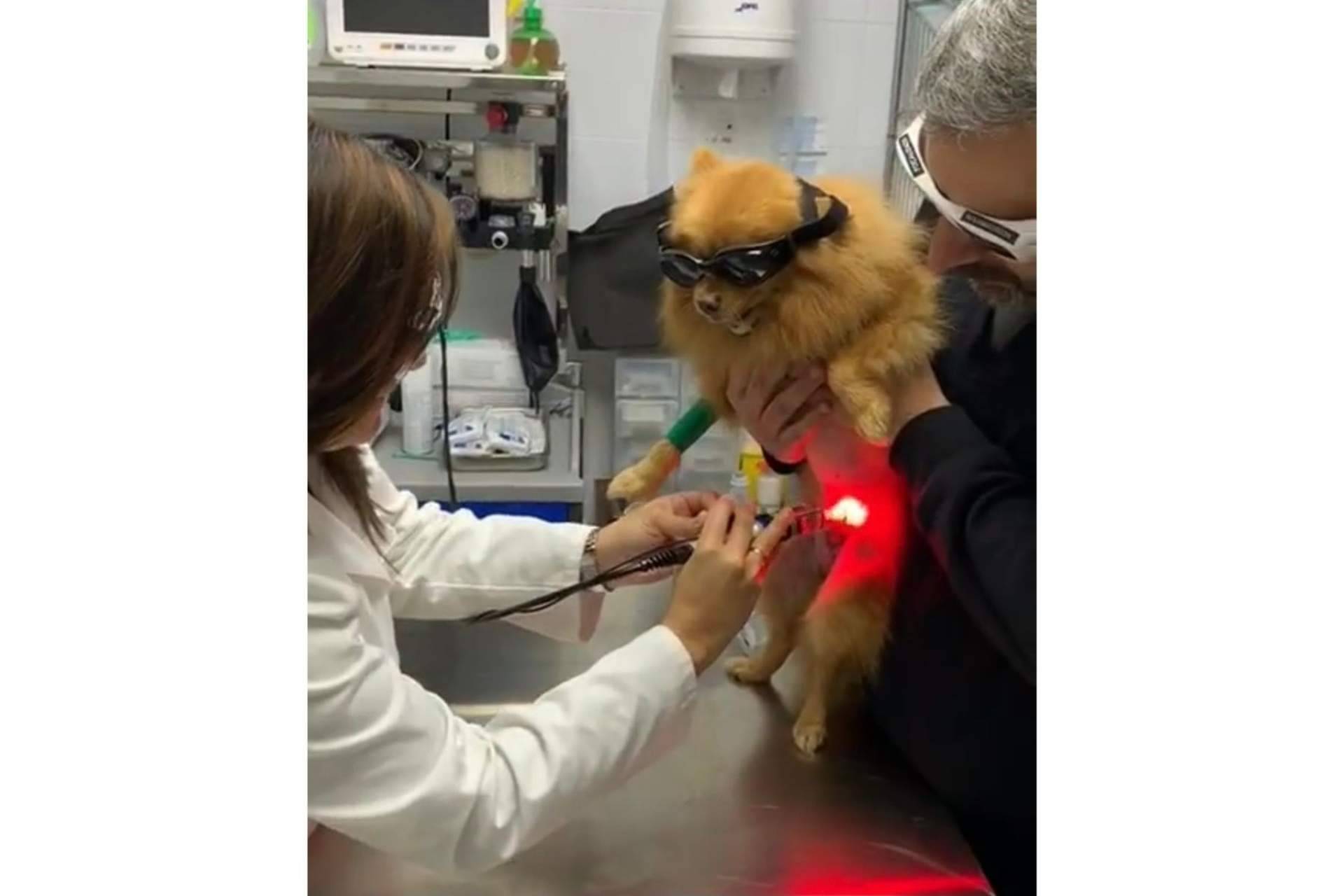 Todo lo que hay que saber acerca de la prevención de enfermedades para la mascota, por Clínica Veterinaria Mascotiti