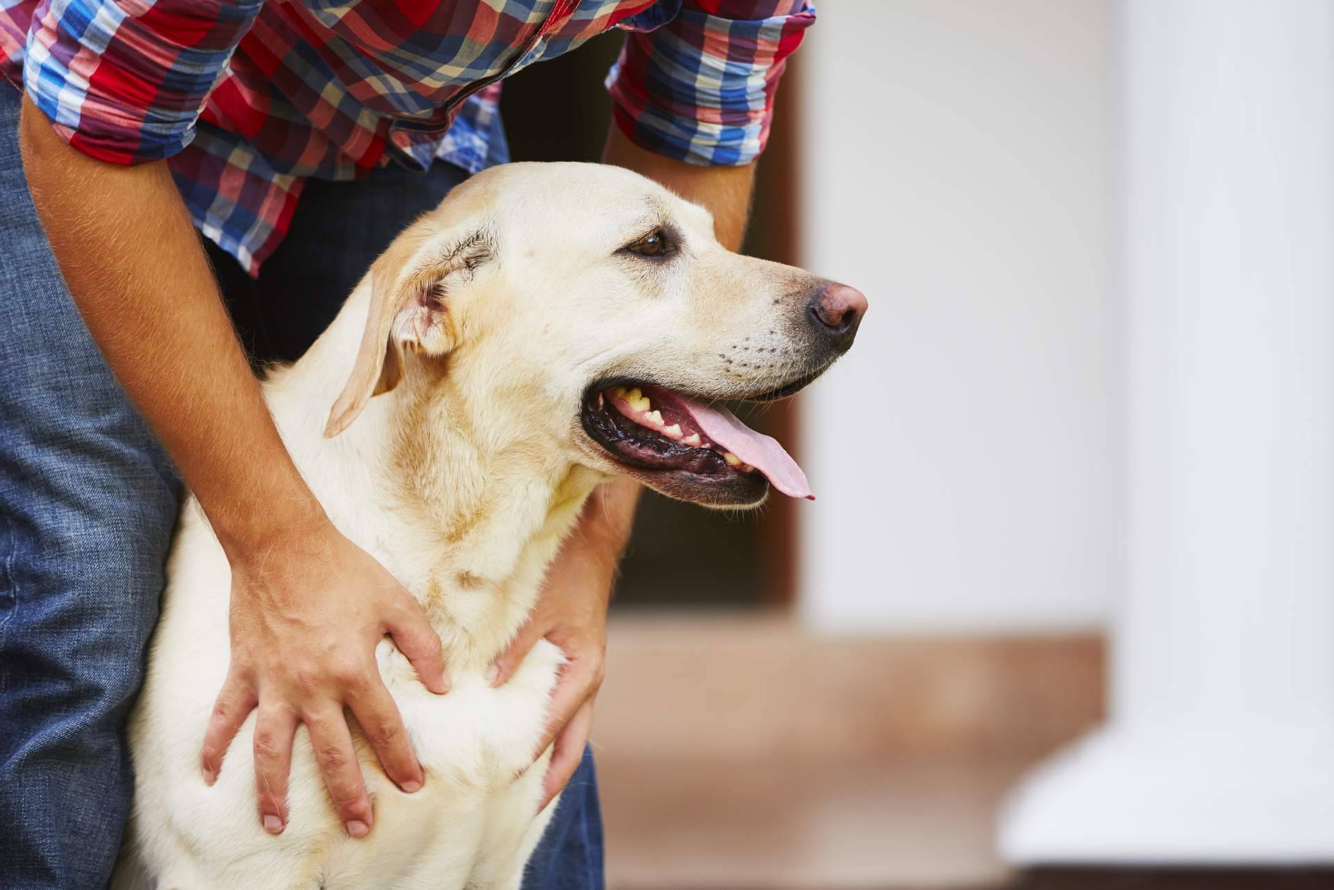 Ventajas de participar en los cursos certificados gratuitos de nutrición, psicología y adiestramiento caninos de Wolves Legacy
