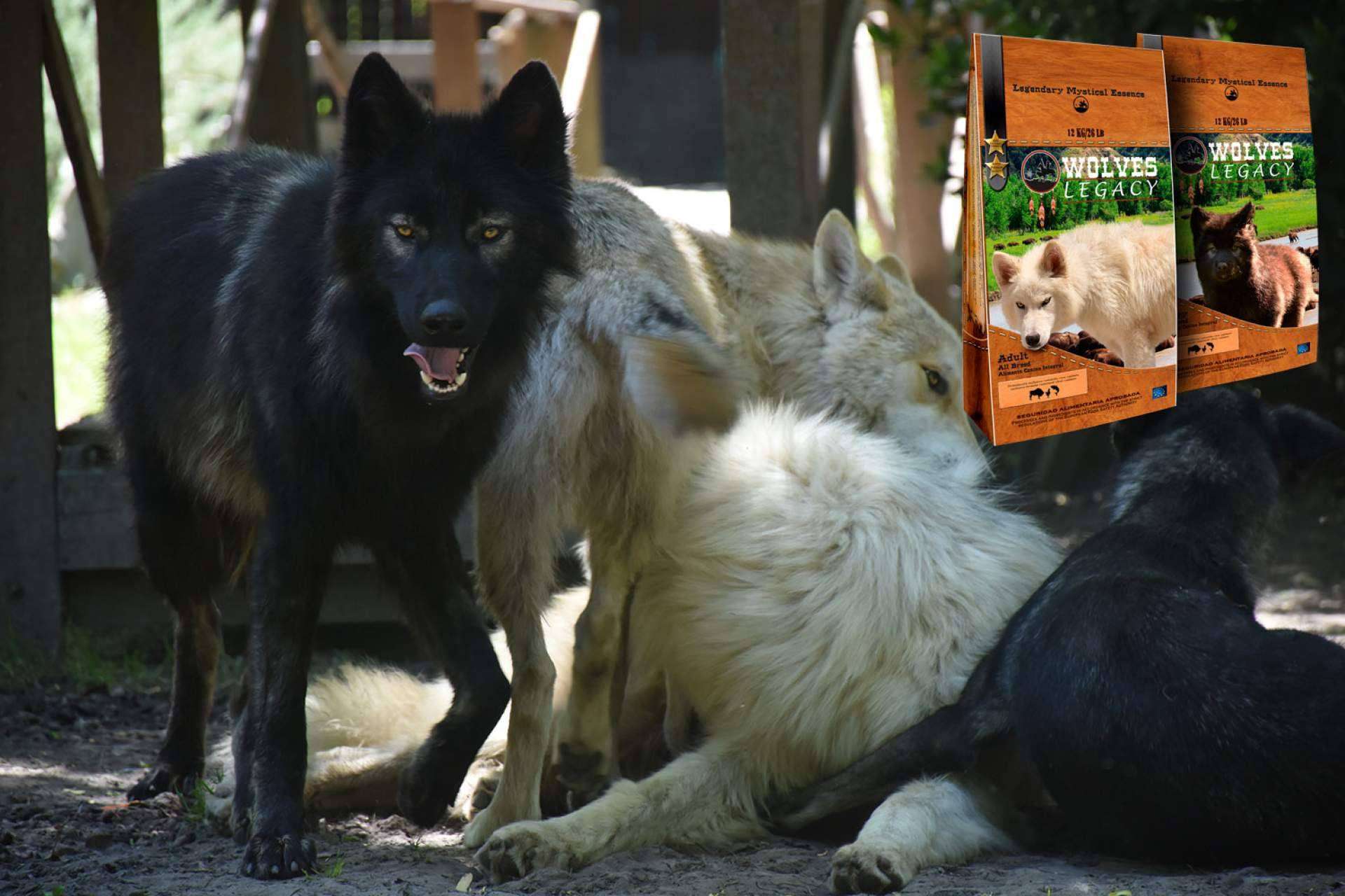 Wolves Legacy: los lobos y perros lobos CRW