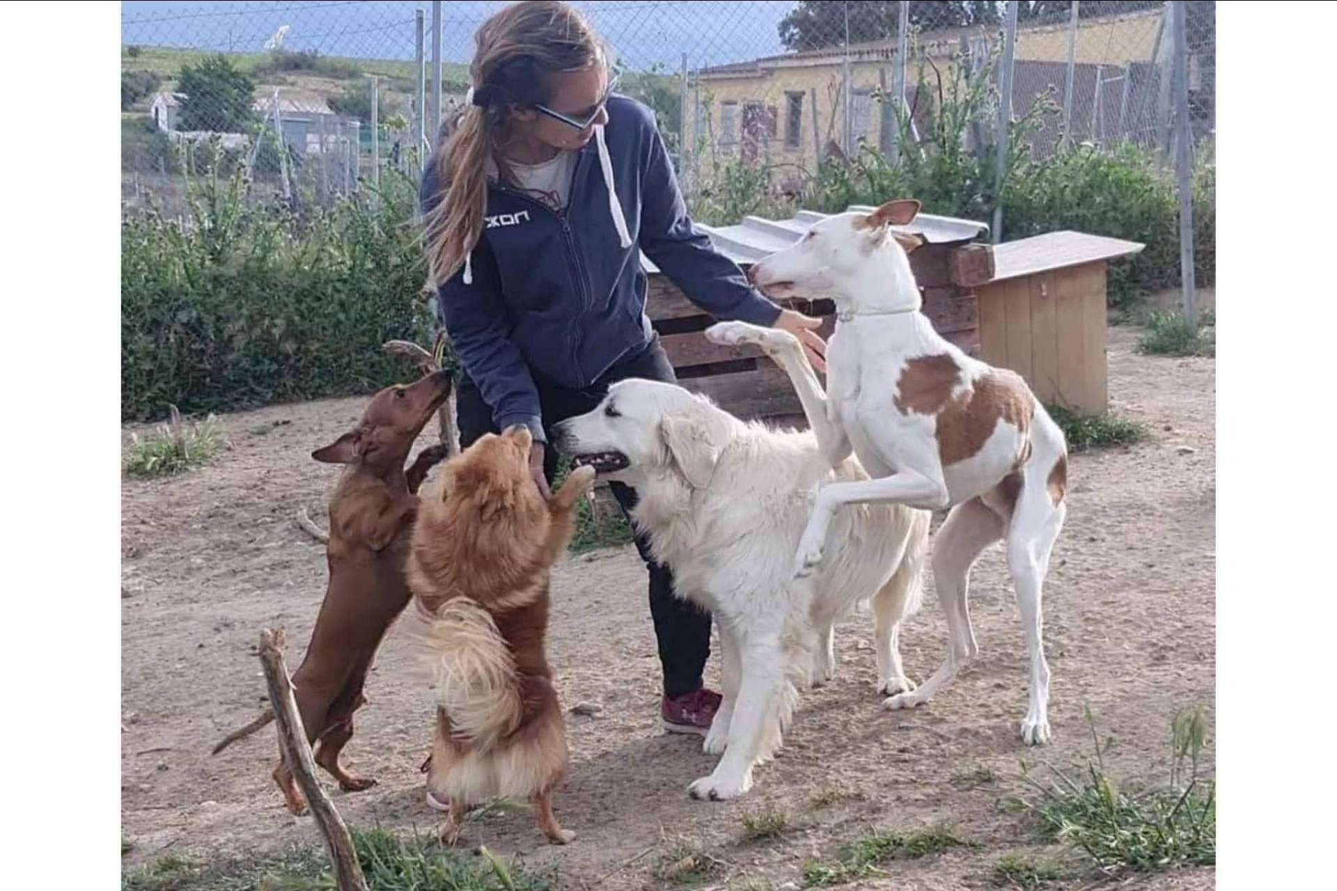 PERROBUENO: las ventajas de que las mascotas estén como en casa, libres y sin jaulas