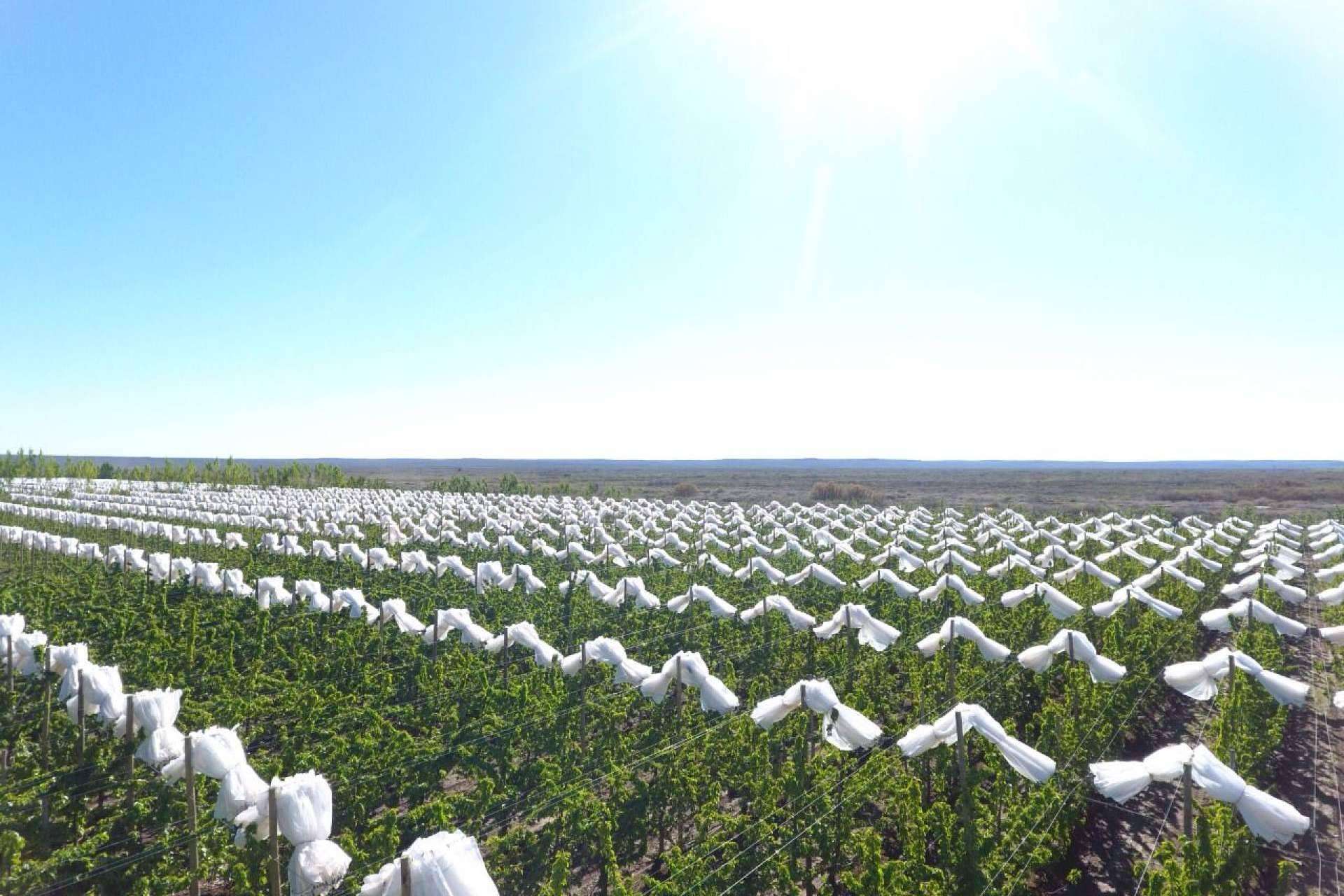 AGRICOVER, la nueva tecnología de protección de cultivos desarrollada por Agralia