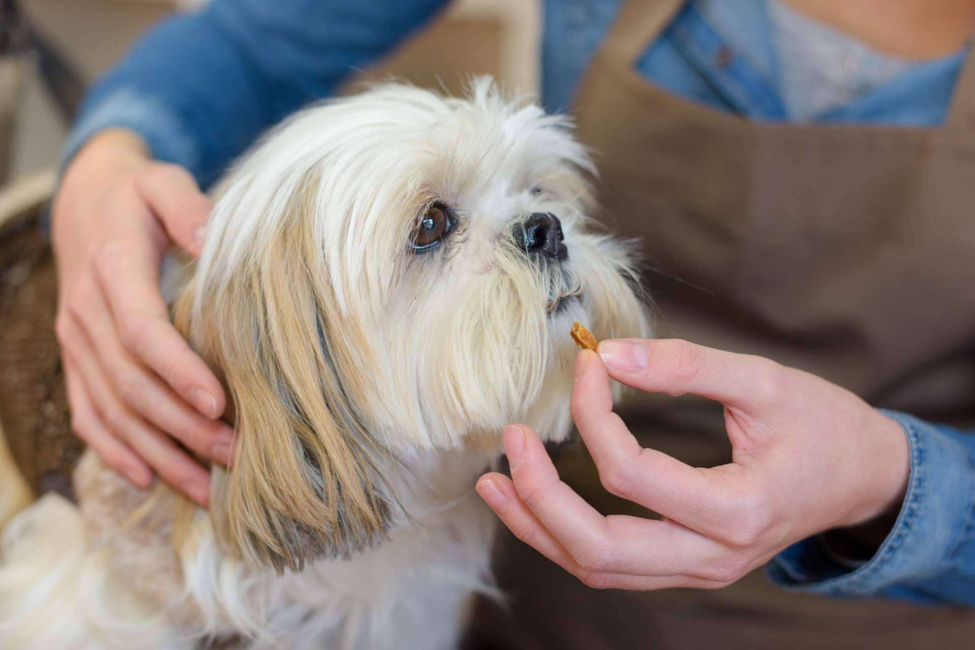 Mediterranean Superfoods: ¿Cuáles son los beneficios de los suplementos para mascotas?
