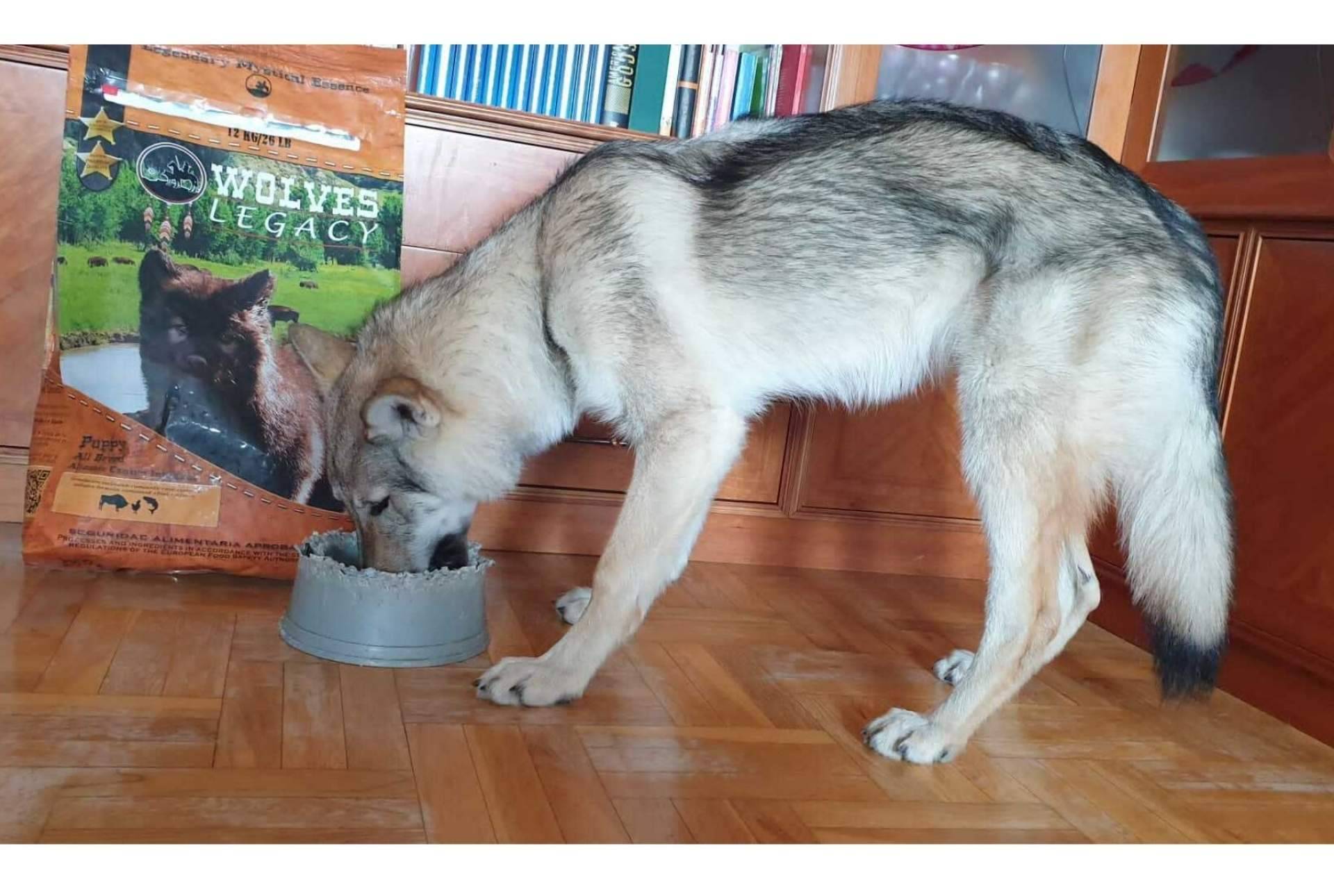 Wolves Legacy: las mejores opiniones del pienso para perros