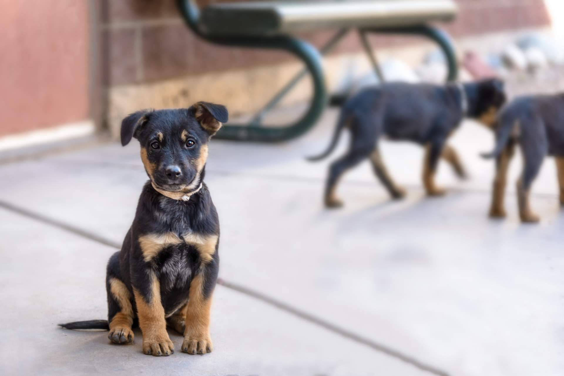 MIWUKI: encontrar a los peludos en adopción que más se ajusten al estilo de vida del usuario