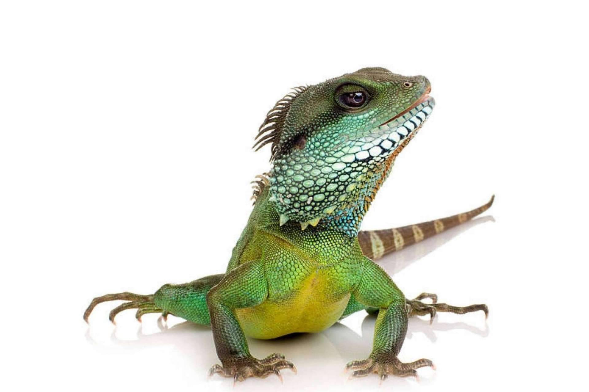 Reptiles como mascota: las recomendaciones a tener en cuenta, según Animalzone