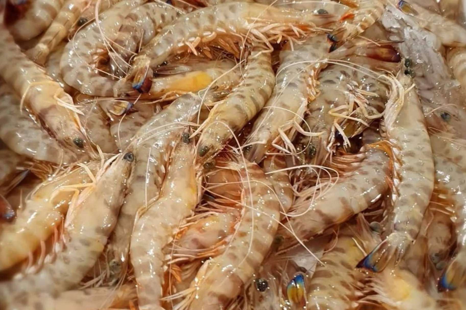 De la lonja a la mesa: los langostinos de Sanlúcar de comprarpescadoonline.es