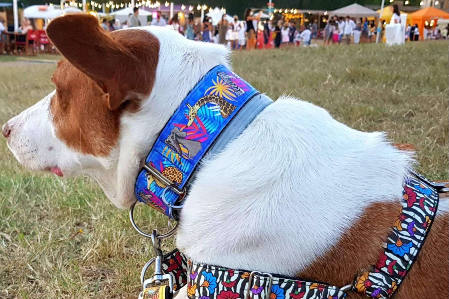 Patitas Barcelona: originalidad y resistencia de los collares a medida