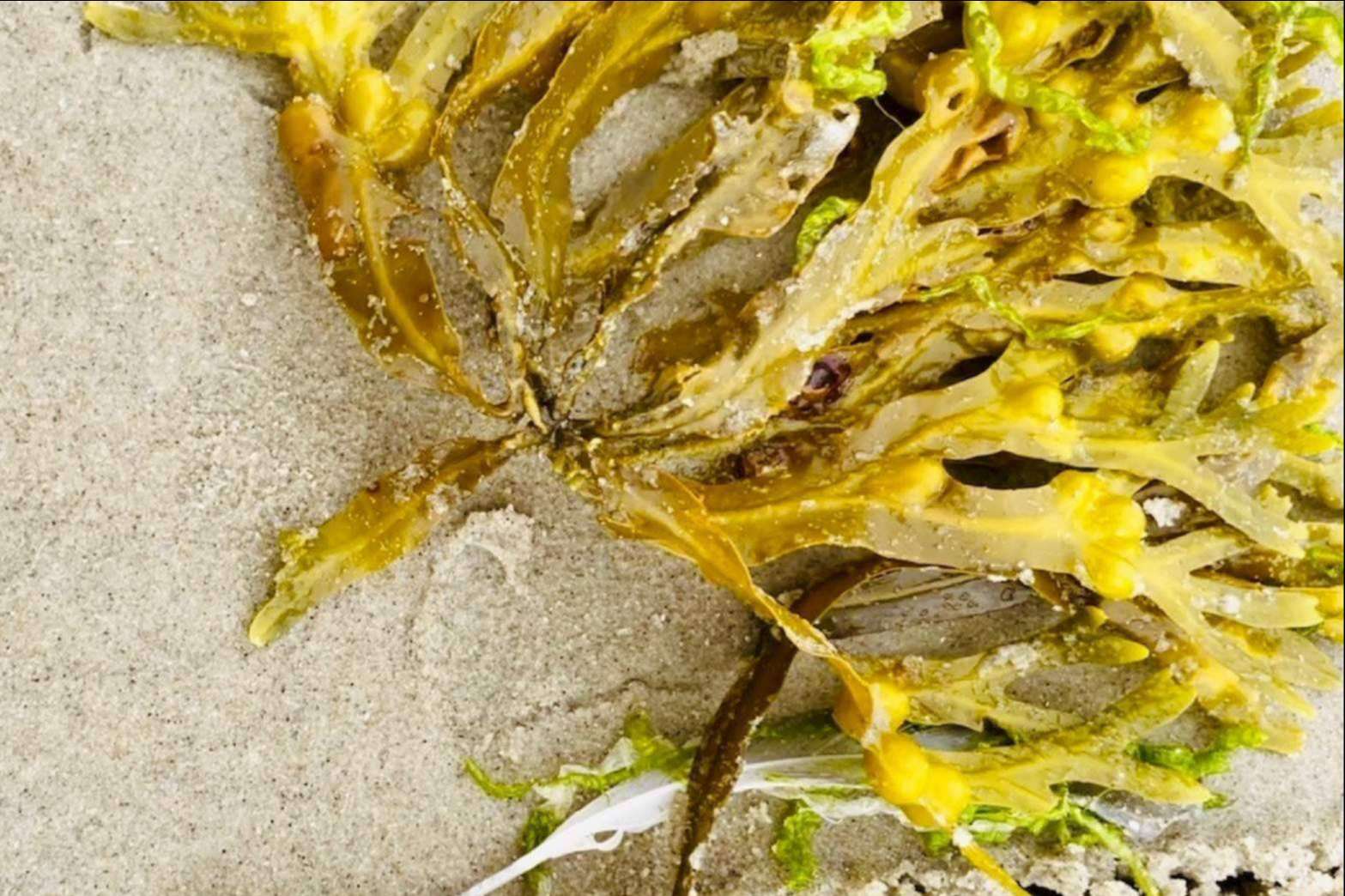Laboratorio Viridi: los A-efectos del Fucoidan que garantizan la salud cardiovascular, celular y de microbiota