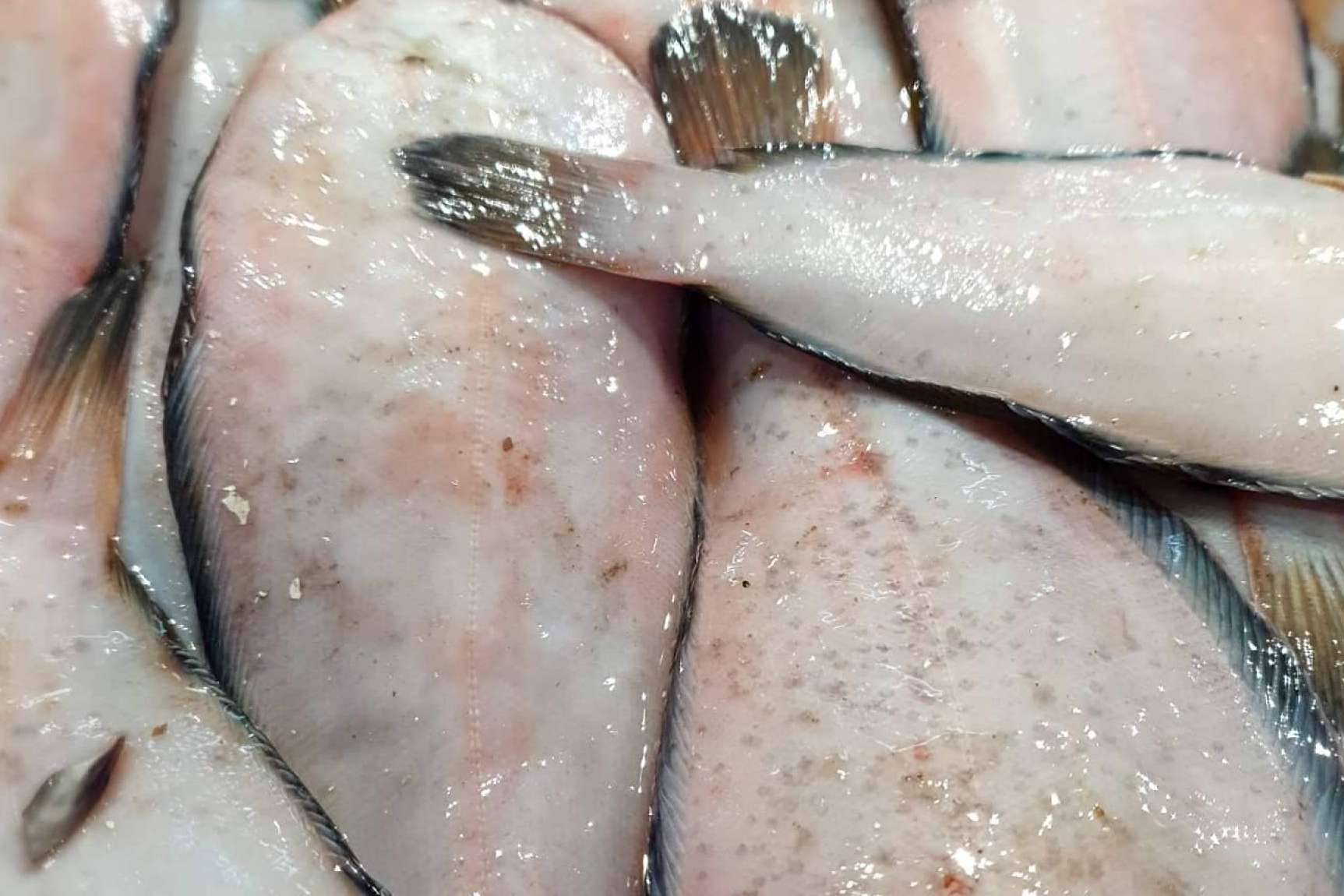 La base de una dieta equilibrada se encuentra en el pescado blanco y el pescado azul de Comprarpescadoonline