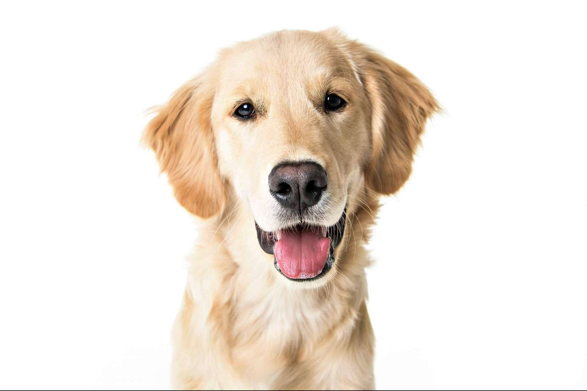 101 Cachorros es el punto de venta especializado de cachorros y accesorios para mascotas