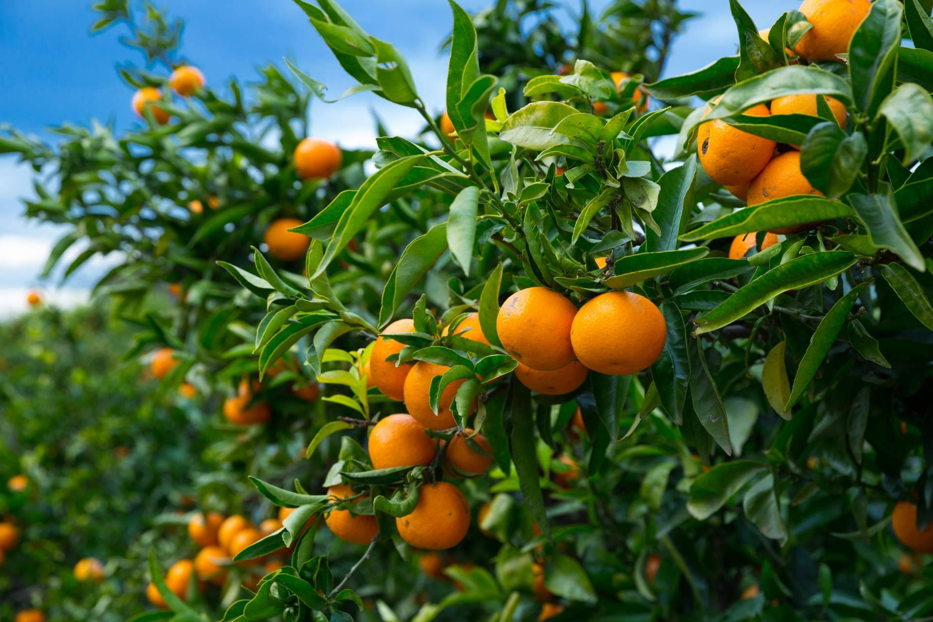 ¿Dónde comprar mandarinas de calidad? Finca el Carraixet
