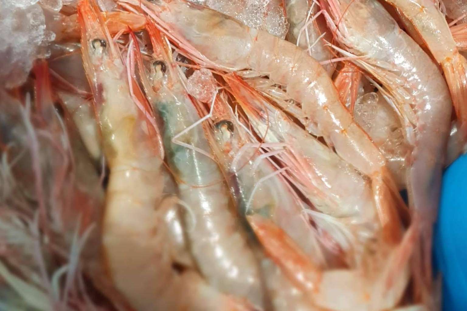 Hacer un pedido para Navidad en comprarpescadoonline.es