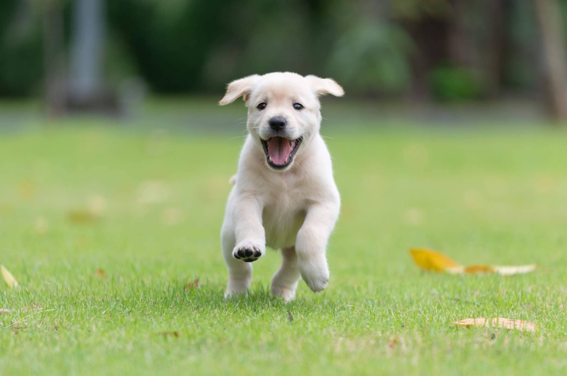 La importancia de comprar cachorros sanos en una tienda fiable como 101 Cachorros