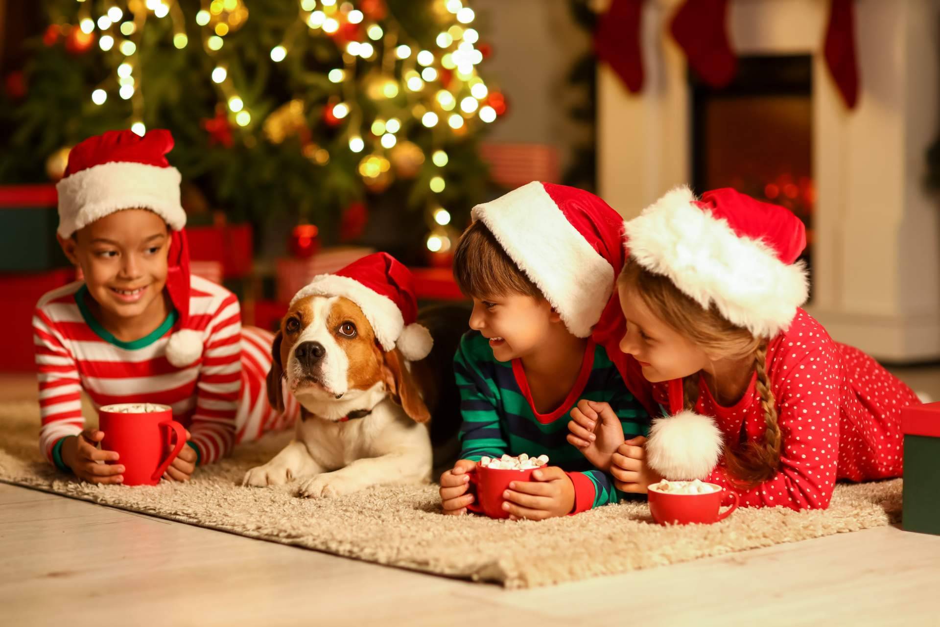 Navidad en familia multiespecie, incluir los perros y gatos en las fiestas