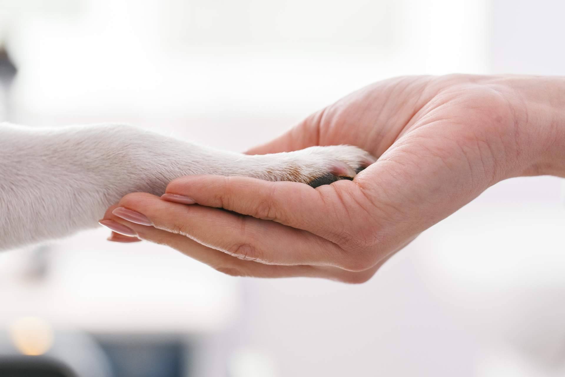 1 Click Vet, el innovador servicio de veterinario a domicilio las 24 horas del día