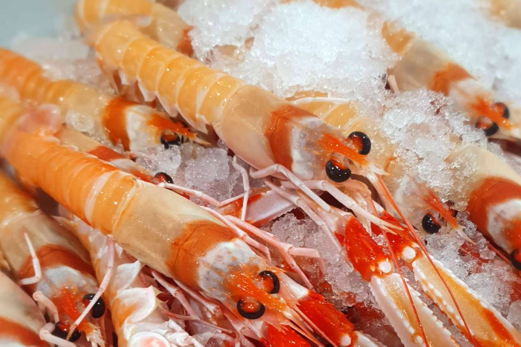 Comprar Mariscos online para Navidad