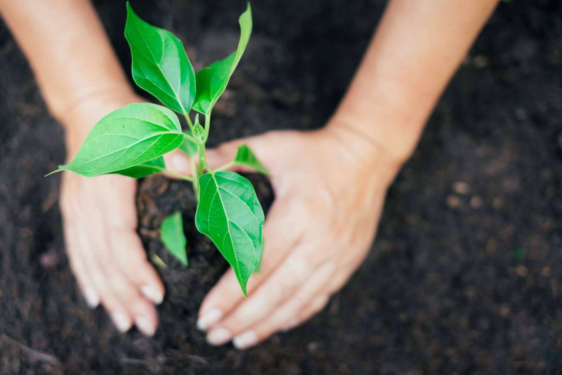 Obtener tokens mediante GreenAir, el dispositivo innovador que utiliza energía renovable para limpiar la contaminación del aire