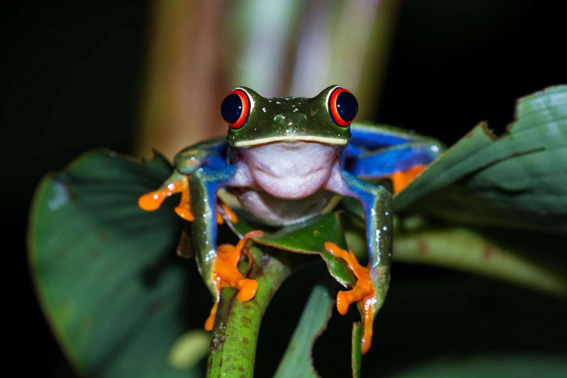 Adoptar un reptil como mascota, ¿es fácil tener un terrario en casa?