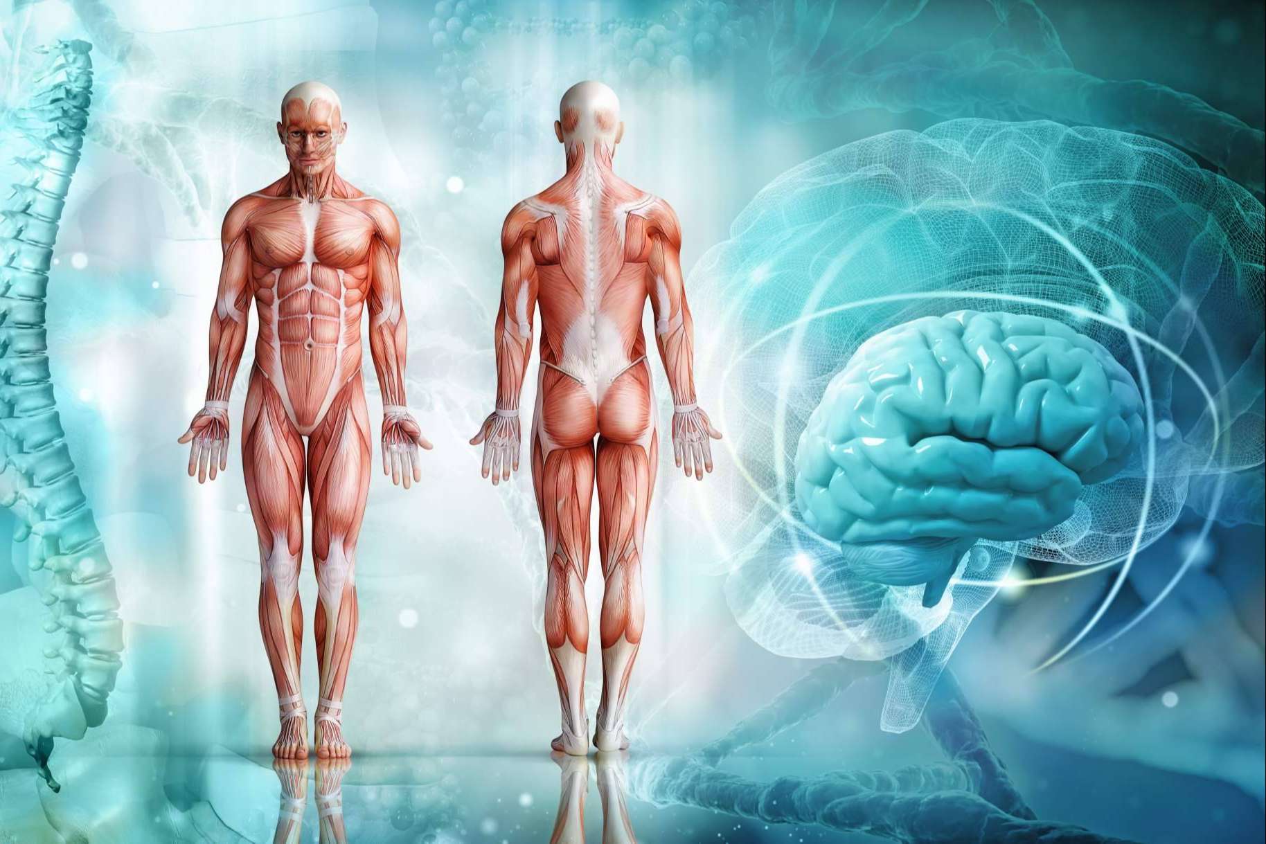 Qué es un atlas de anatomía y por qué debería haber uno en todas las casas