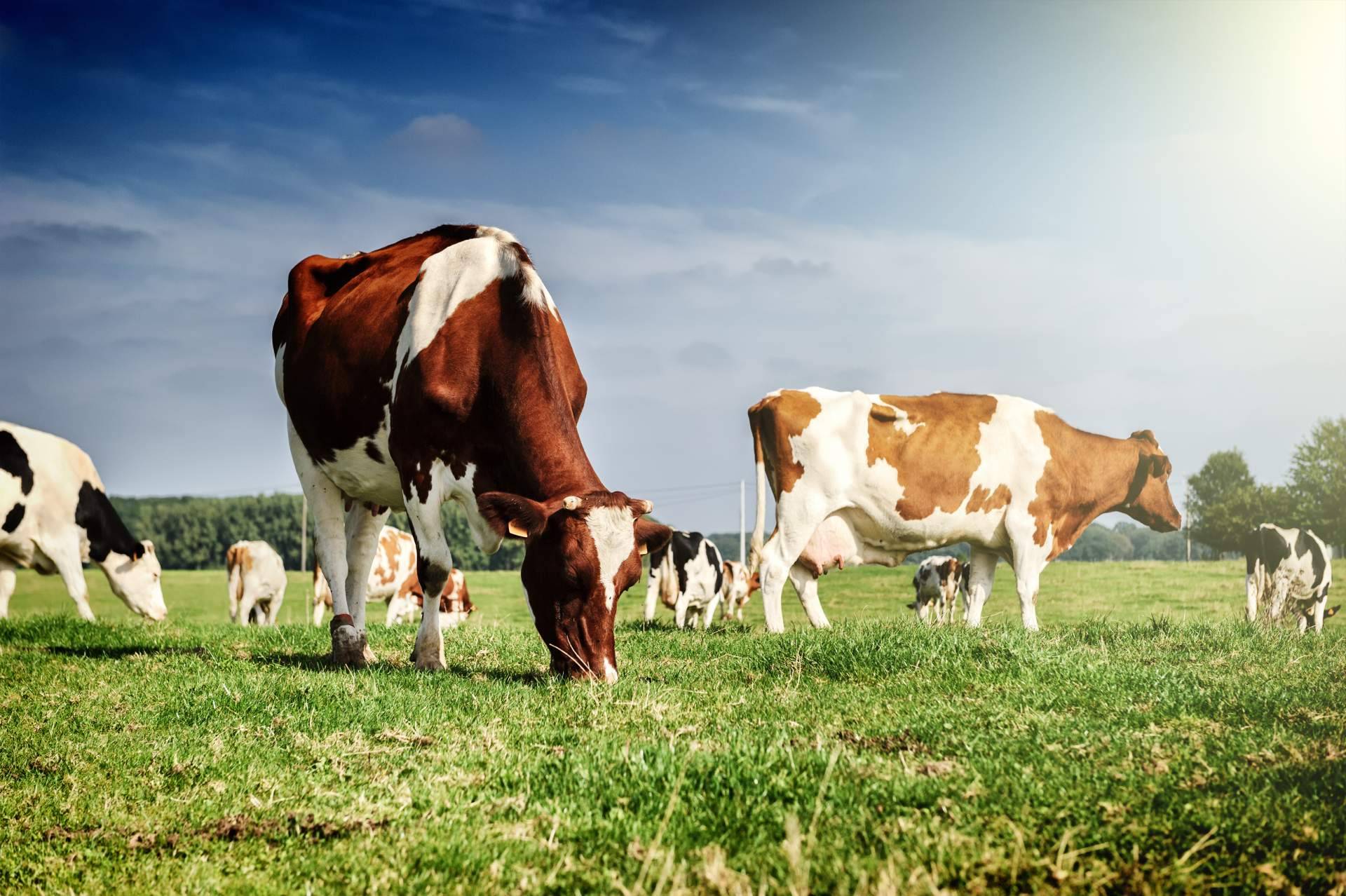 Dos empresas gallegas saben cómo hablar con las vacas, Innovación ganadera