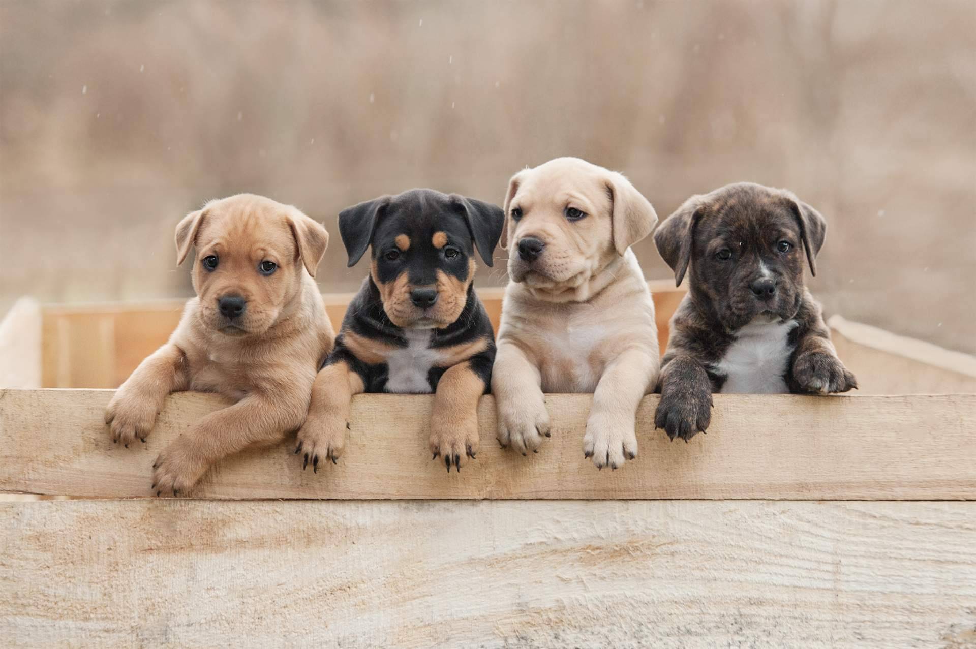 La compra de cachorros en navidades debe de ser controlada y no una compra compulsiva, por 101 Cachorros