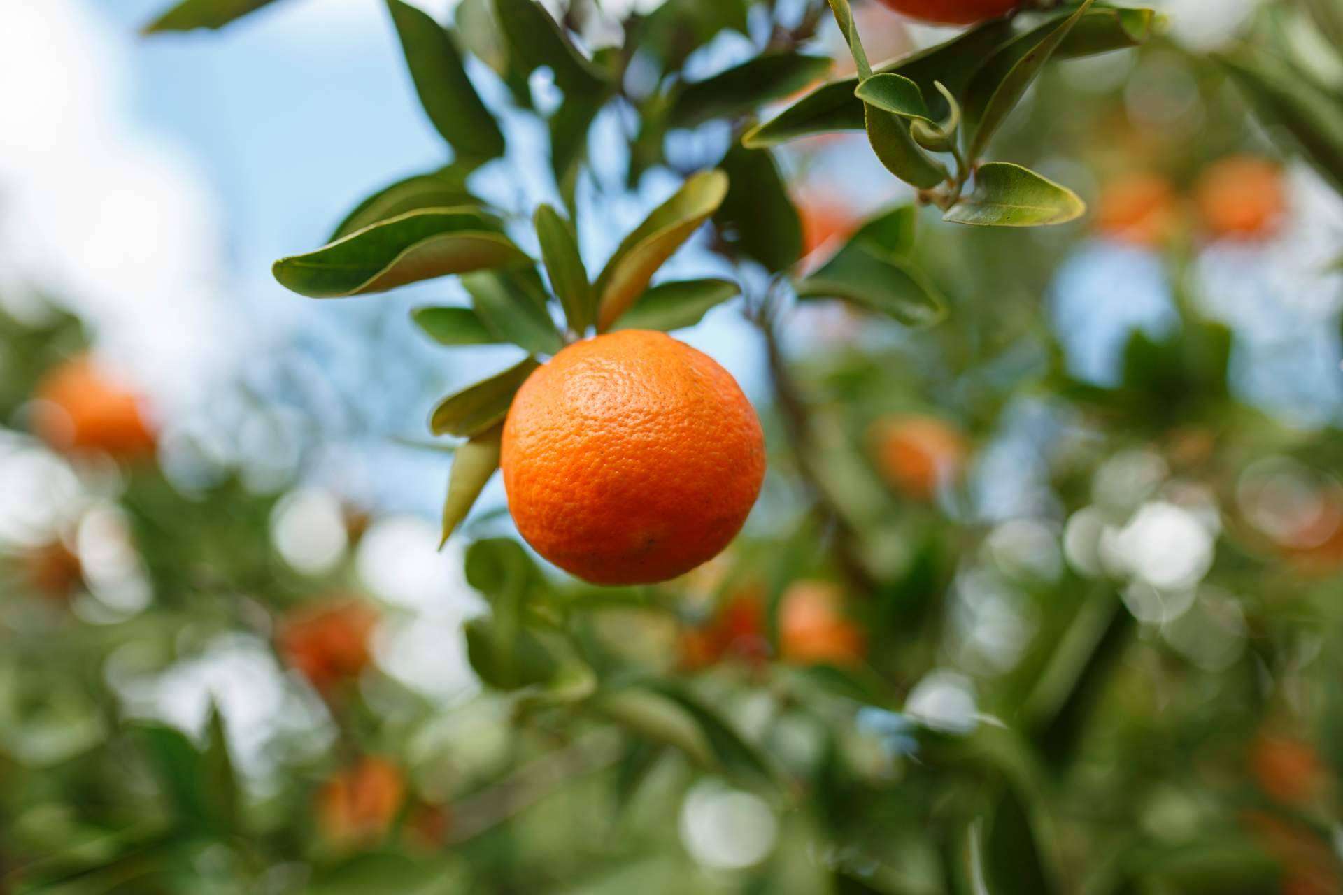 Comprar mandarinas a domicilio, la calidad del árbol a la mesa con Finca Carraixet