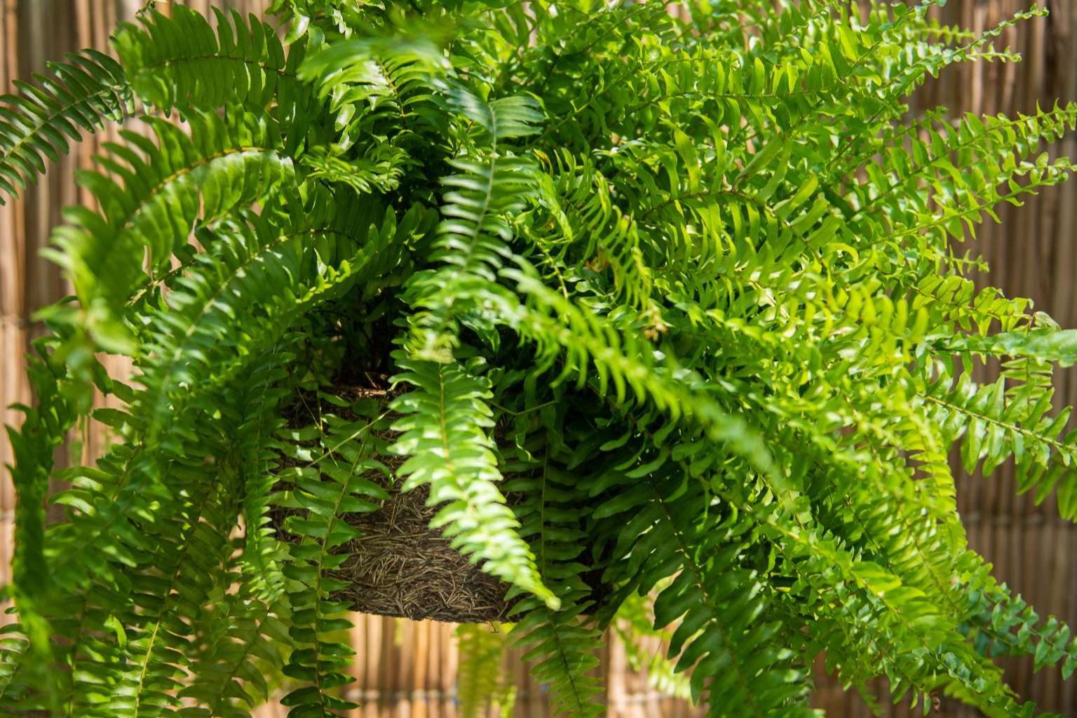 Xaxim Pots, el emprendimiento de Biosolvit Spain, permite contribuir a un mundo verde