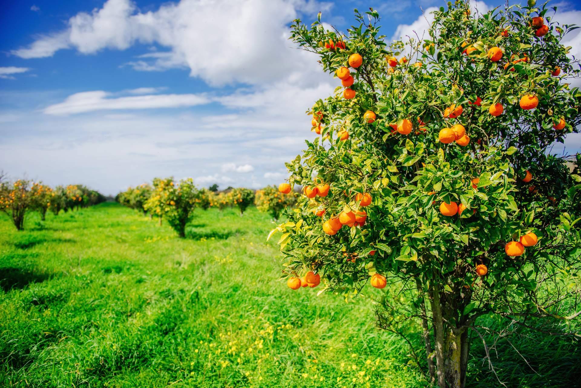 Comprar naranjas directamente al agricultor, en la Finca El Carraixet
