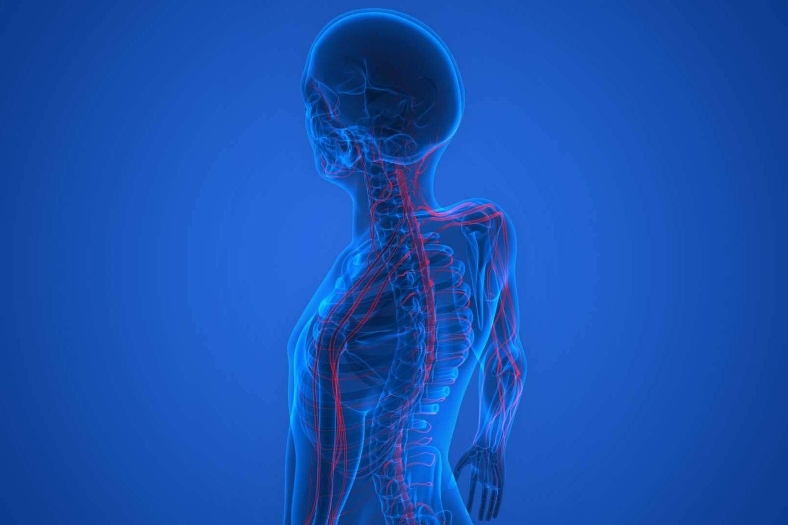 ¿Por qué es importante el sistema nervioso?, por Centre Chiropractic Dr. Marc Bony