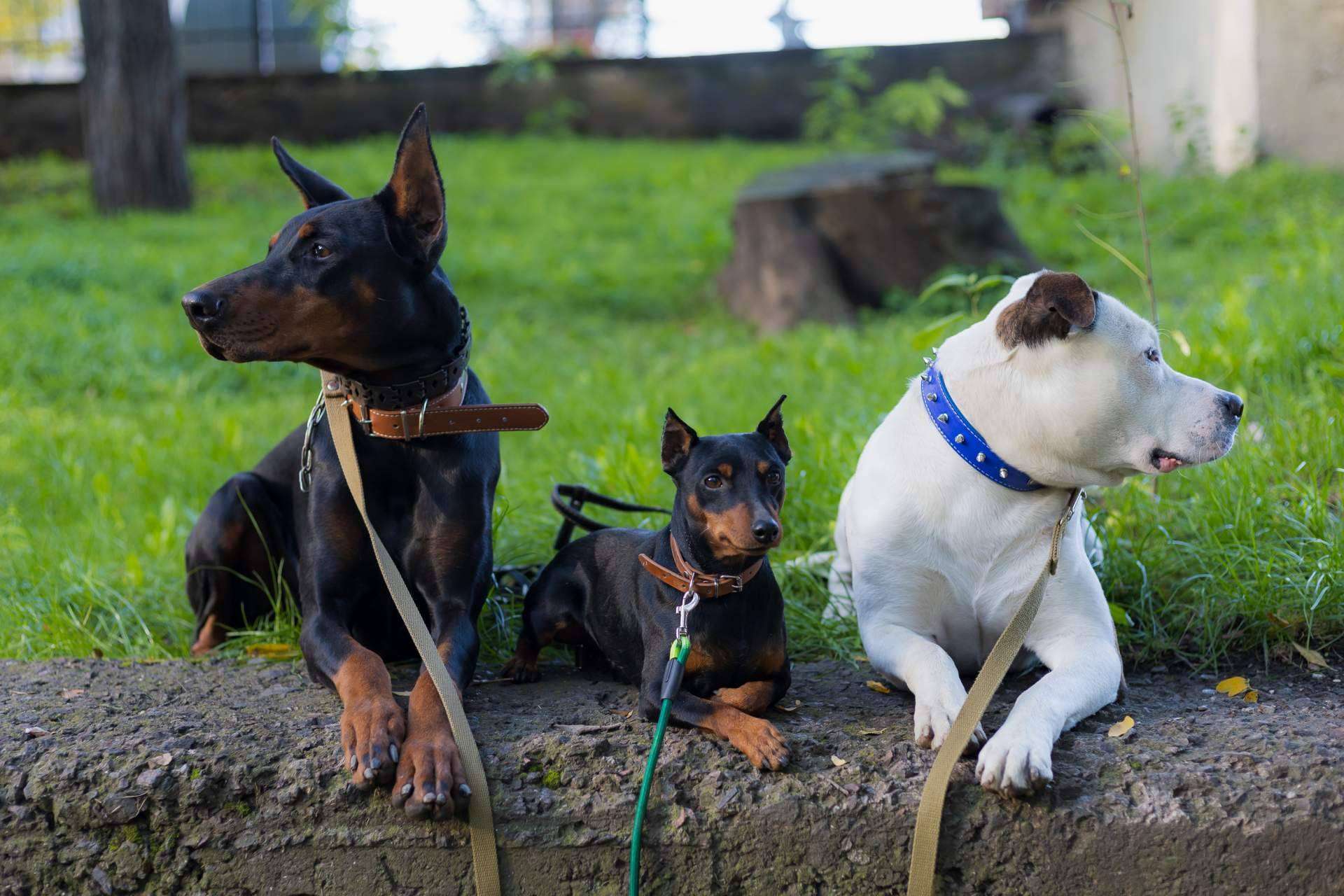 Los perros invisibles también necesitan un hogar