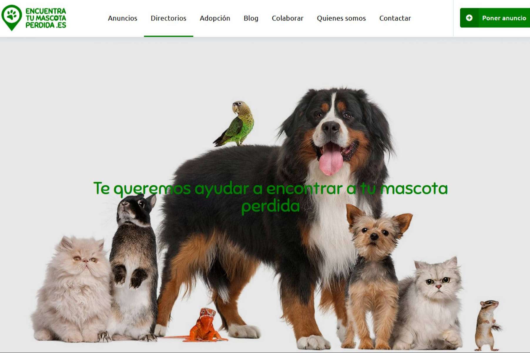 Encontrar una mascota perdida, gracias a la propuesta de una plataforma especializada