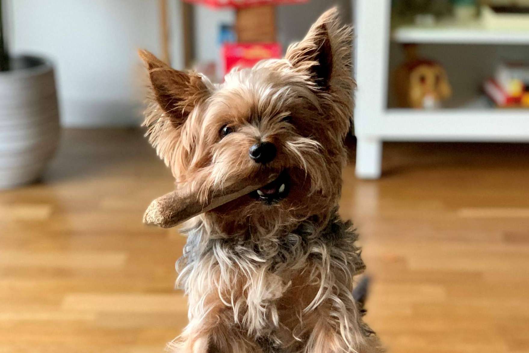 Snacks saludables para perros de la mano de CRU
