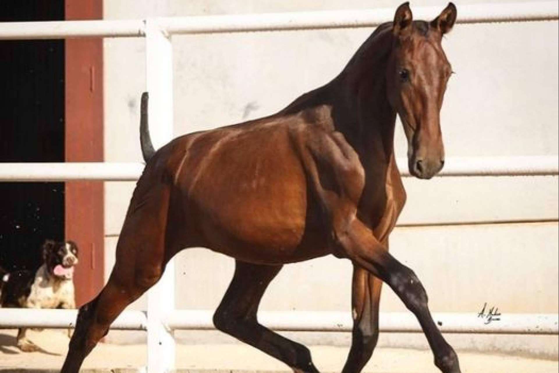 La empresa Yeguada La Pajarita se encarga de la venta de caballos en Albacete
