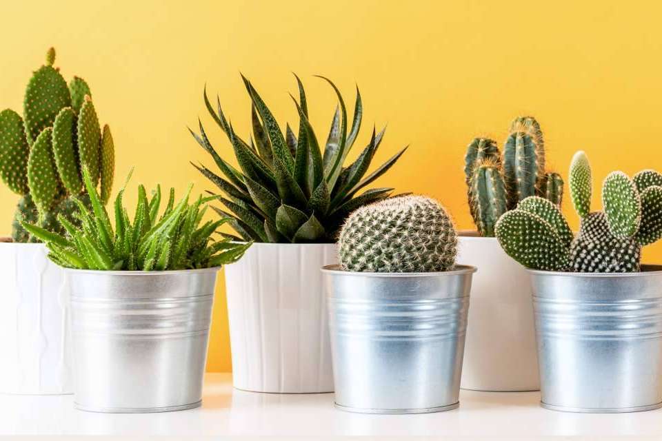 Comprar cactus online en Cómprate Un Cactus