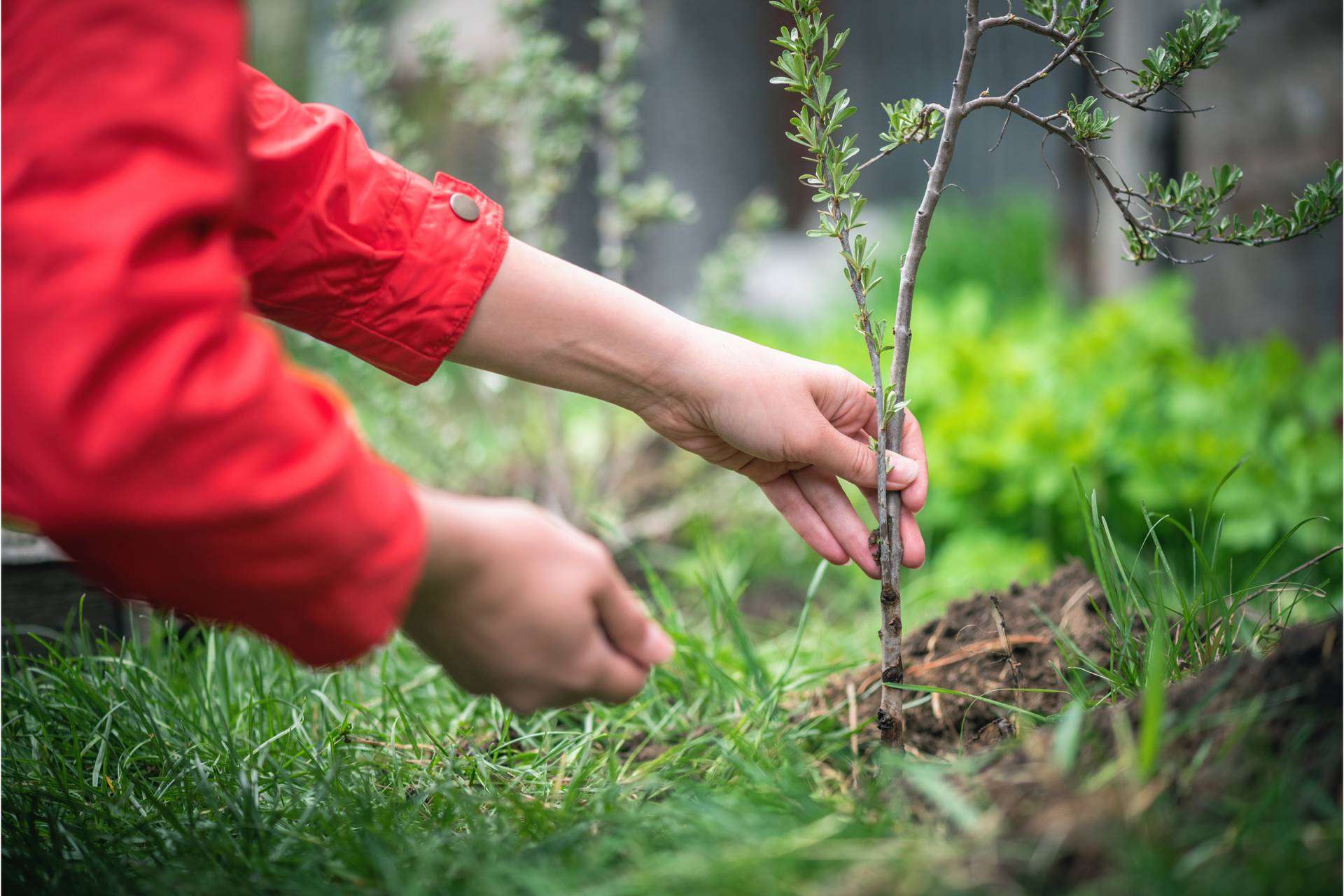 La iniciativa que se une a la colaboración con las víctimas de la guerra Ucrania, mediante el cuidado del medioambiente, apadrinar un árbol