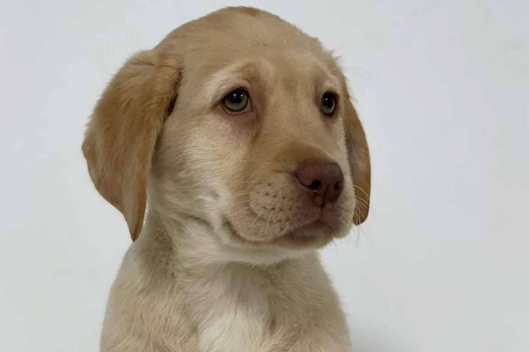 La tienda de mascotas que prioriza a los animales es Tienda Cachorro