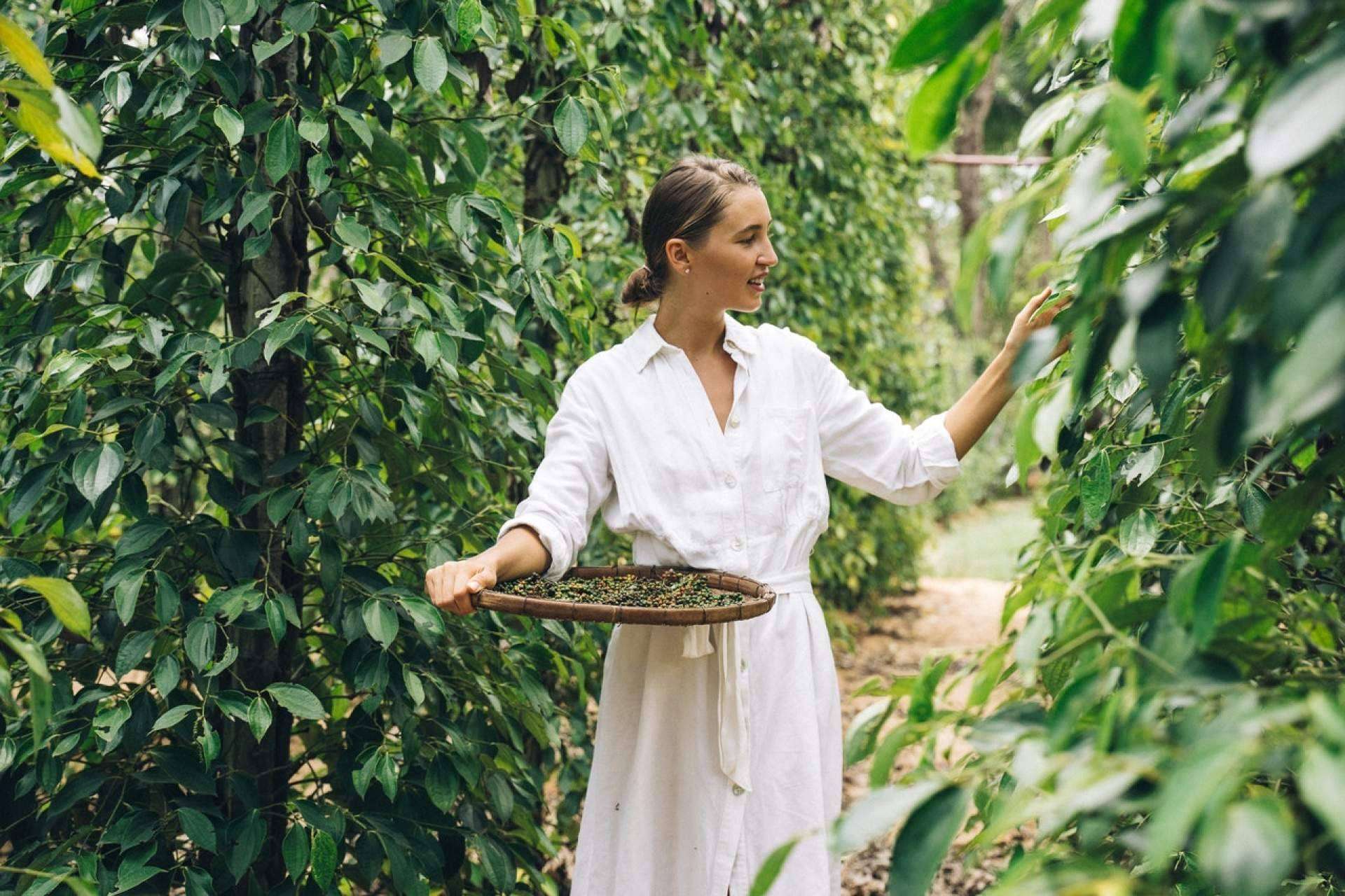Aprender todo sobre las plantas medicinales y sus usos con la formación en fitoterapia