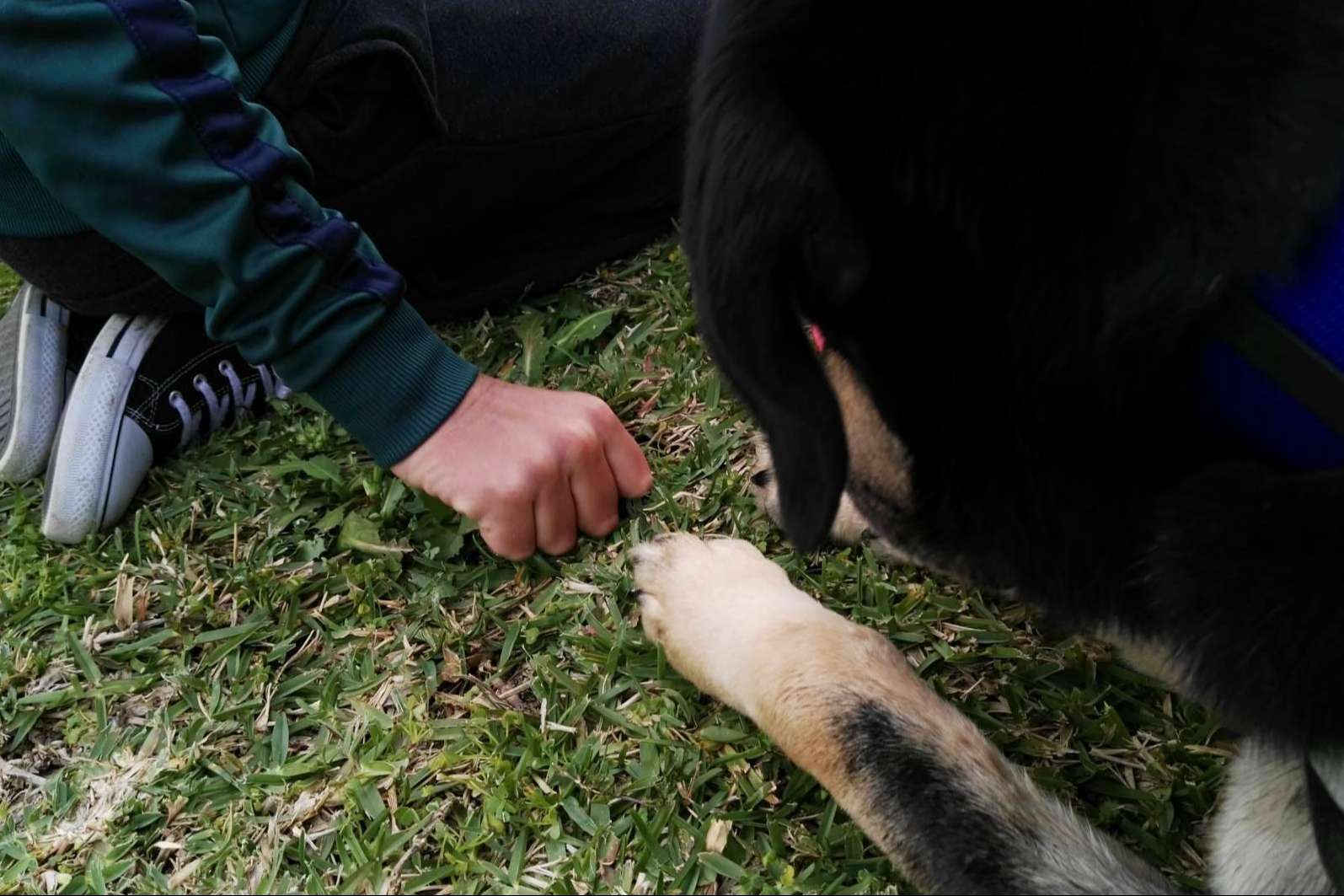 La Asociación Española de Perros de Apoyo recomienda la terapia asistida con perros