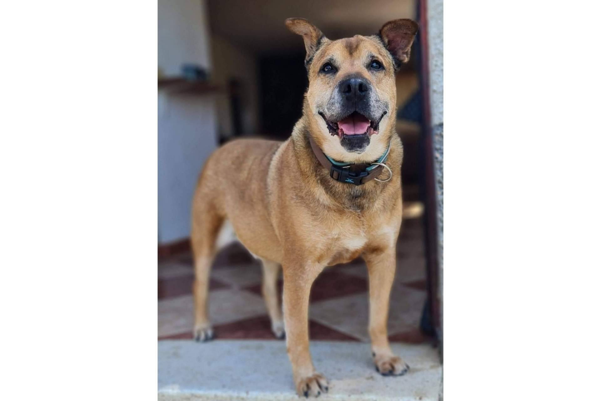 PERROBUENO, la guardería canina para la temporada de verano