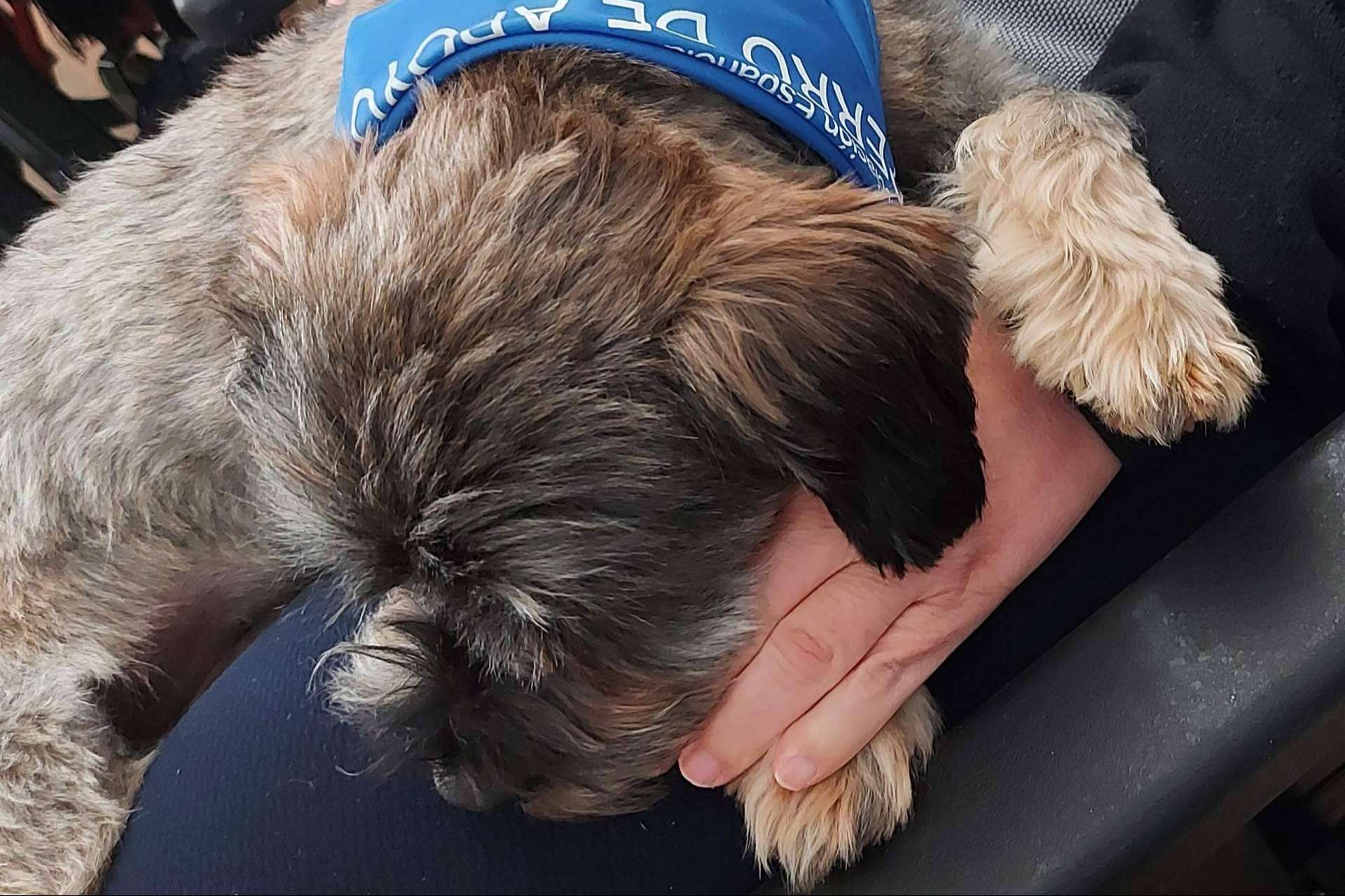 ¿Qué son los perros de apoyo emocional?, por AEPA