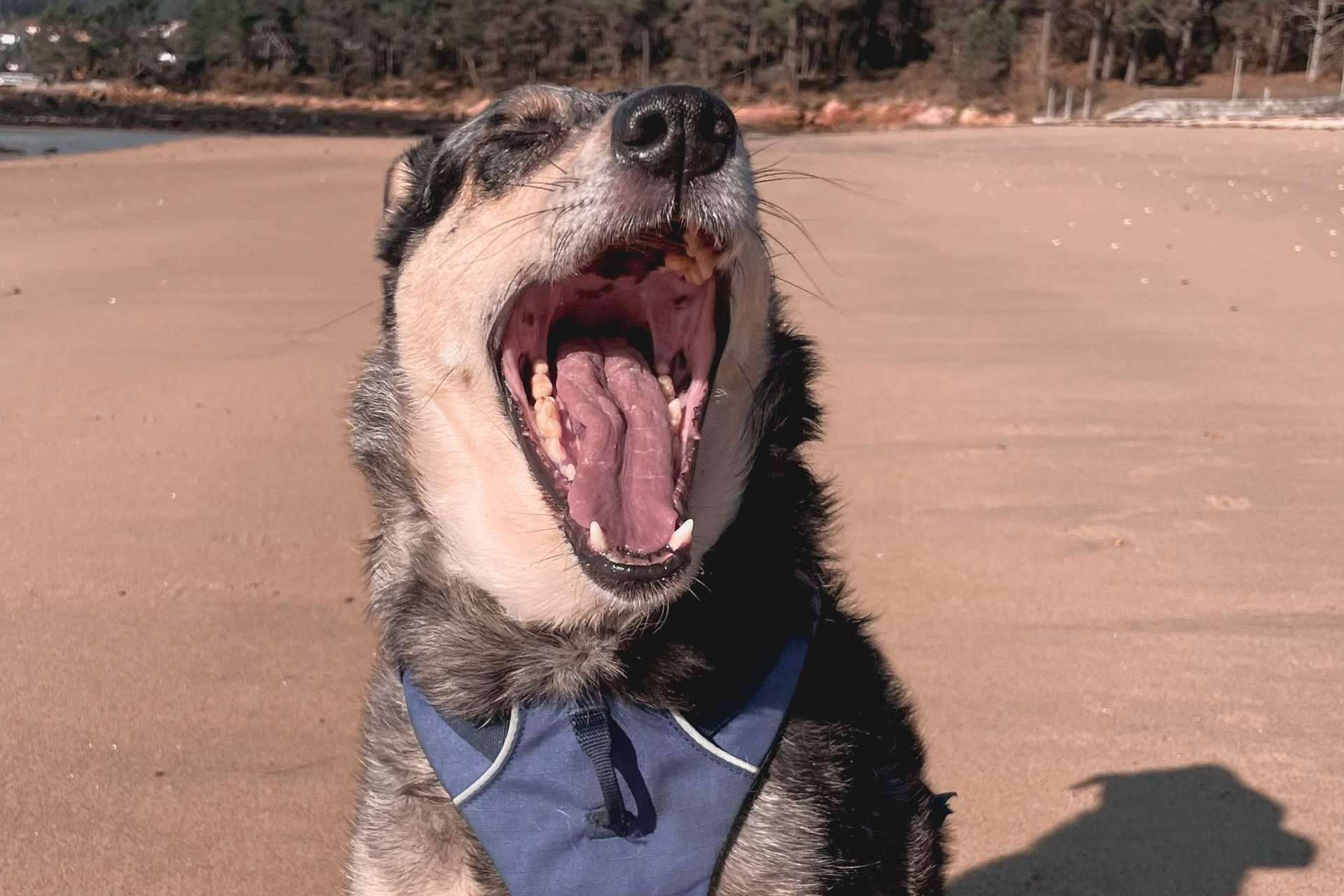Cómo afrontar el comportamiento reactivo de los perros, con Ulises y Argos