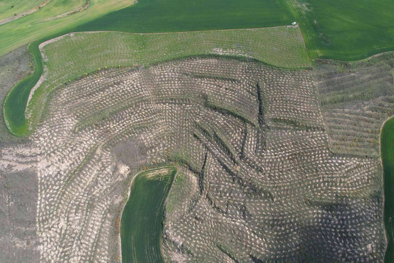 Solaria compensa más de 400 toneladas de CO2 gracias a una plantación forestal en Burgos